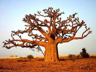 African Baobab - Adansonia Digitata - Indigenous Tree / Bonsai - Seeds - 20 Seeds