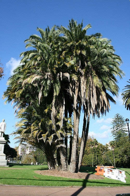 Wild Date Palm - Phoenix Reclinata - Indigenous Palm - 10 Seeds