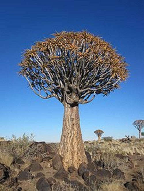 Corporate Gifting Seeds - Quiver Tree - Aloe... - Self Pack Option - 100 Seeds - 20 Guests x 5 Seeds