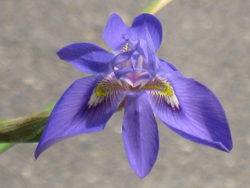 Moraea pritzeliana - South African Bulb - 10 Seeds