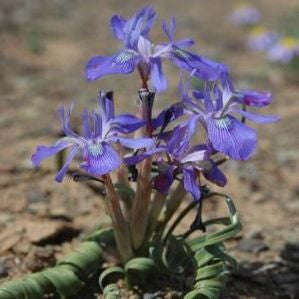 Moraea pritzeliana - South African Bulb - 10 Seeds