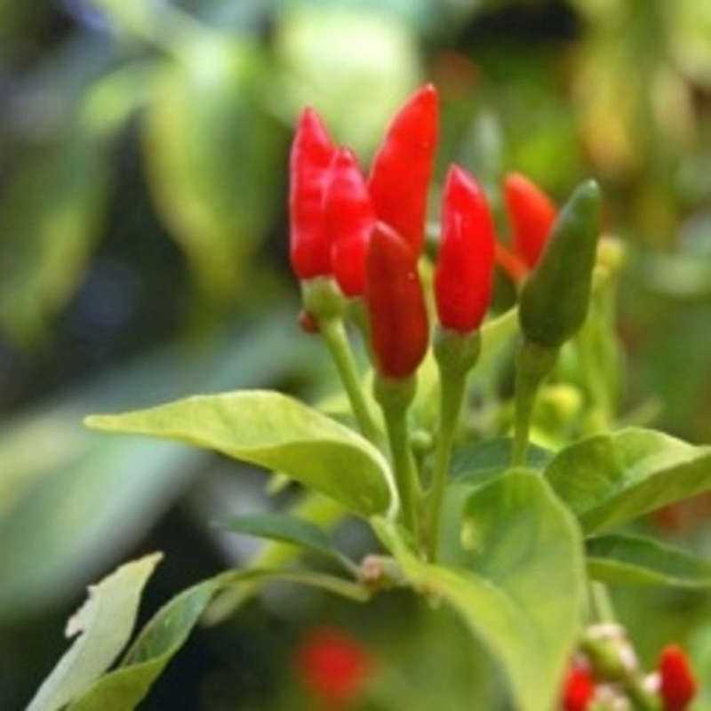 Facing Heaven Chilli Pepper - Capsicum annum - Heirloom Vegetable - 10 Seeds