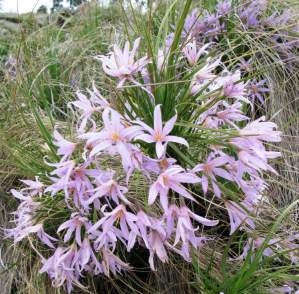 Xerophyta Retinervis - Black Stick Lily - Indigenous Bulb - 10 Seeds