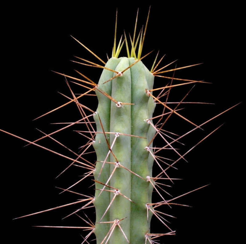 Trichocereus Bridgesii / Echinopsis lageniformis - Bolivian Torch Cactus - 10 Seeds