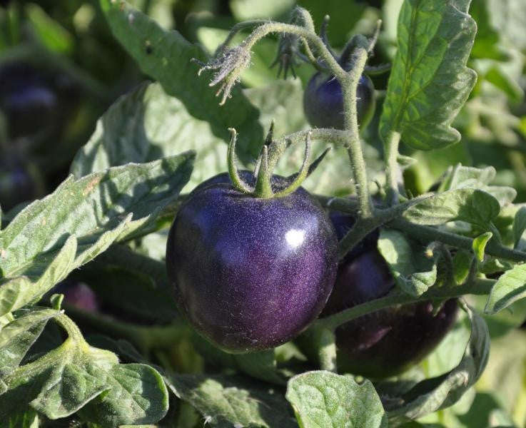 Indigo Rose Tomato - Lycopersicon Esculentum - Health Properties / NON GMO - 5 Seeds