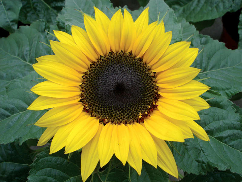 Choco Sun Dwarf Sunflower - Helianthus - Annual - 5 Seeds