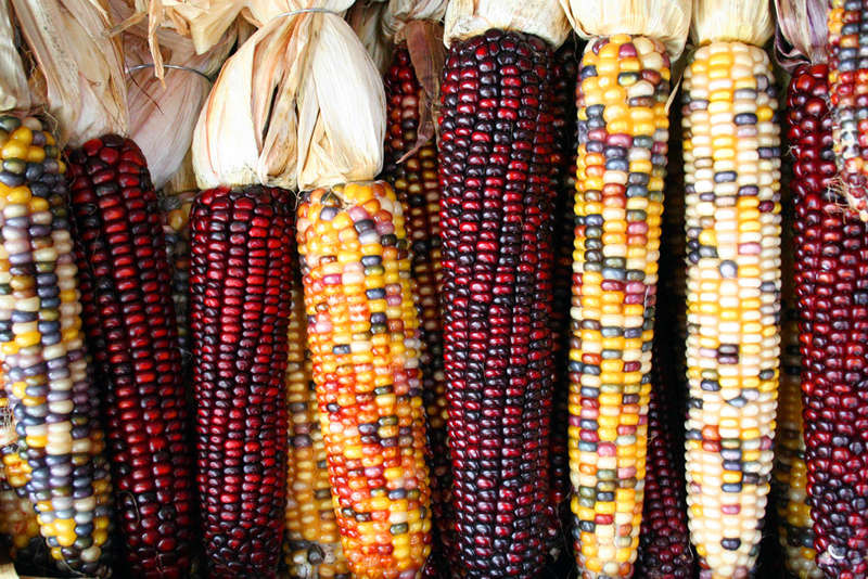 Indian Corn - Bulk Heirloom Vegetable Seeds - 100 gram