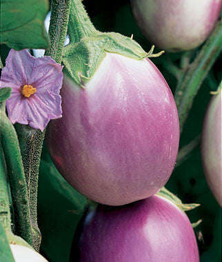Rosa Bianca Italian Heirloom Eggplant - Solanum Melongena - 25 Seeds