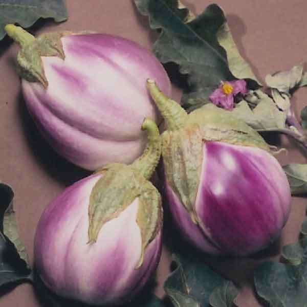 Rosa Bianca Italian Heirloom Eggplant - Solanum Melongena - 25 Seeds