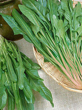 Endive - Catalogna Garnet Stem - Cichorium endivia - Heirloom Vegetable - 100 Seeds