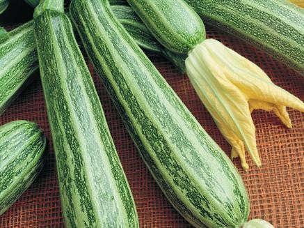 Cocozelle Squash - Italian Heirloom Squash /Zucchini Vegetable - 5 Seeds