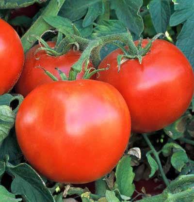 Wisconsin 55 Tomato - Solanum lycopersicon - Vegetable - 10 Seeds