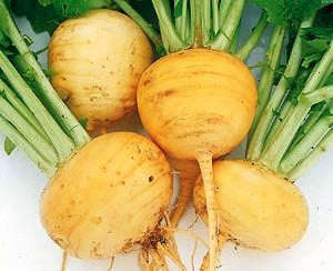 Golden Globe Turnip - Brassica rapa rapa - Heirloom Vegetable - 400 Seeds