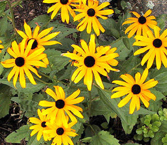 Black Eyed Susan - Rudbeckia - Annual Flower - 10 Seeds