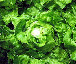 Butterhead Lettuce - Attraction - Lactuca sativa - Heirloom Vegetable - 250 Seeds