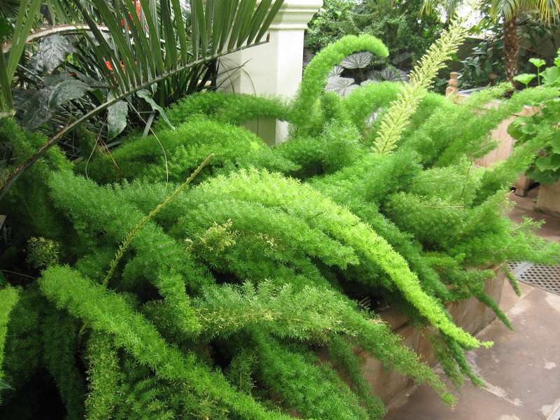 Asparagus Densiflorus "Myersii" - Indigenous South African Creeper / Ground Cover - 10 Seeds