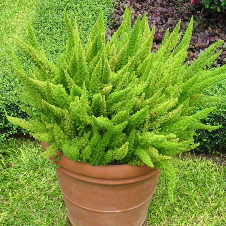 Asparagus Densiflorus "Myersii" - Indigenous South African Creeper / Ground Cover - 10 Seeds