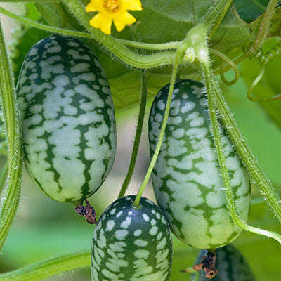 Organic Mouse Melon - Cucamelon - Miniature Watermelon - Rare Fruit Vine - Melothria scabra - 10 ...