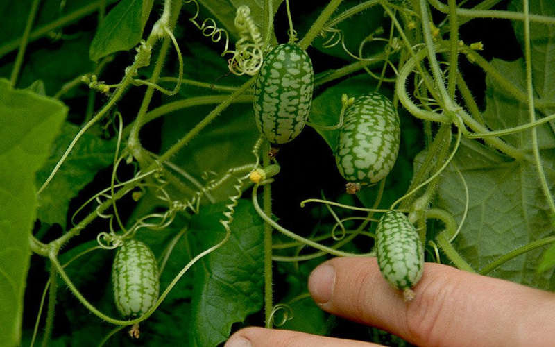 Organic Mouse Melon - Cucamelon - Miniature Watermelon - Rare Fruit Vine - Melothria scabra - 10 ...