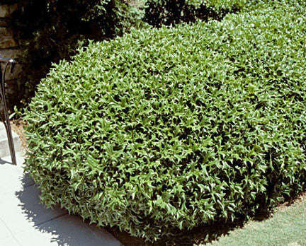 Ilex cornuta - Chinese Holly - Exotic Shrub / Bonsai Tree - 10 Seeds