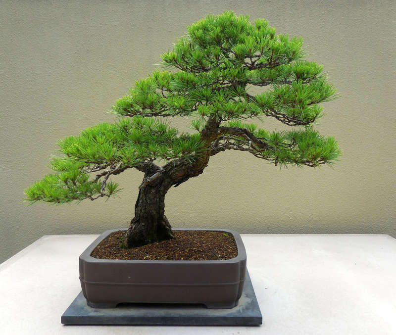 Japanese Red Pine - Pinus densiflora - Bonsai Tree - 10 Seeds