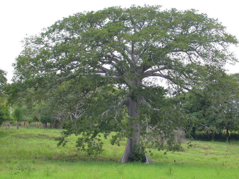 White Silk Cotton Tree - Kapok - Exotic Tree / Bonsai - Ceiba pentandra - 5 Seeds