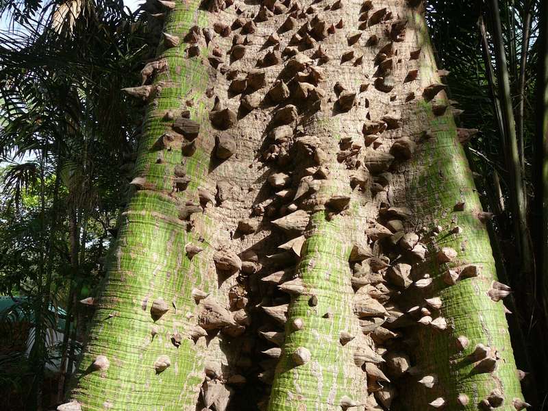 White Silk Cotton Tree - Kapok - Exotic Tree / Bonsai - Ceiba pentandra - 5 Seeds