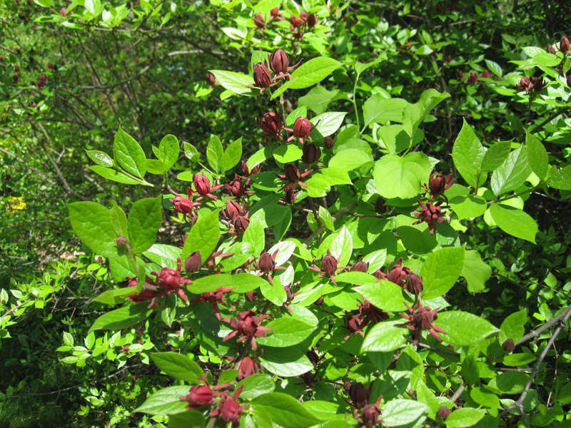 Carolina Sweet Shrub - Calycanthus floridus - Shrub / Bonsai Tree - 5 Seeds