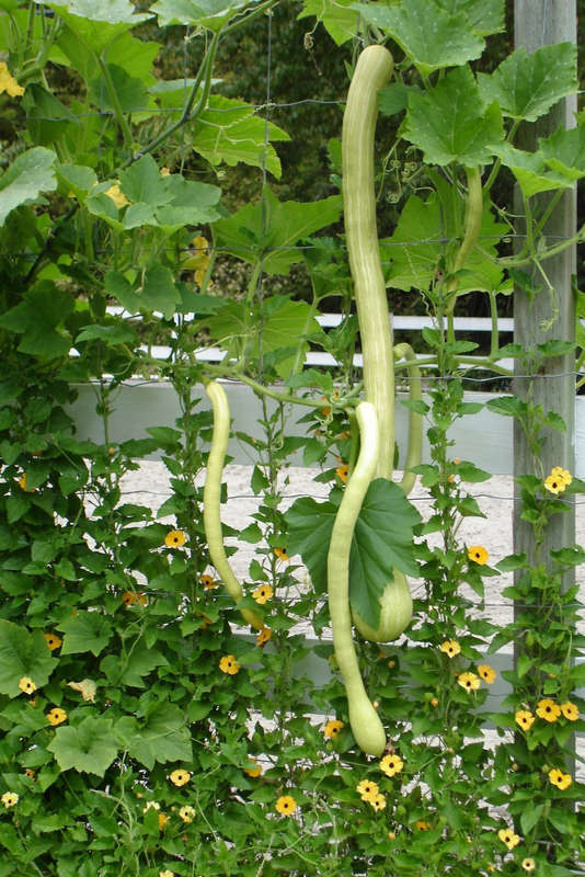 Trombetta di Albenga Squash - ORGANIC - Italian Heirloom Vegetable - 10 Seeds