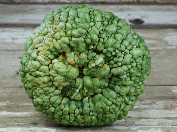 Marina de Chioggia squash - Cucurbita maxima - Heirloom Vegetable - 5 Seeds