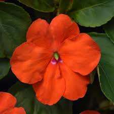 Impatiens Beacon - Orange - Bizzy Lizzies - Annual - 10 Seeds