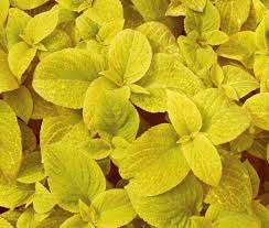 Coleus Wizard Golden - Perennial - Solenostemon - 20 Seeds