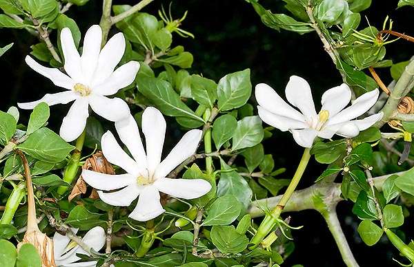 Gardenia cornuta - Natal Gardenia - Indigenous South African Shrub / Tree - 10 Seeds