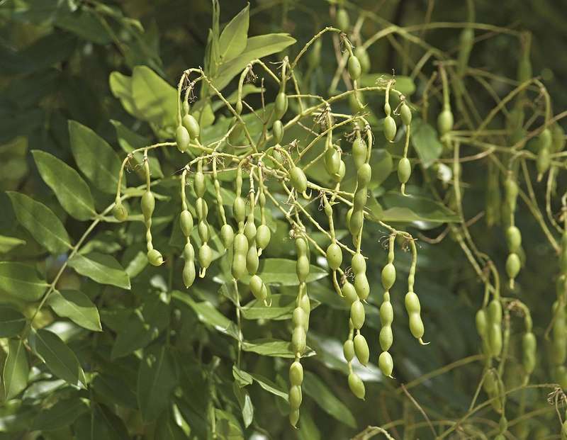 Japanese Pagoda Tree - Styphnolobium japonicum / Sophora japonica - Exotic / Rare Bonsai Tree - 5...