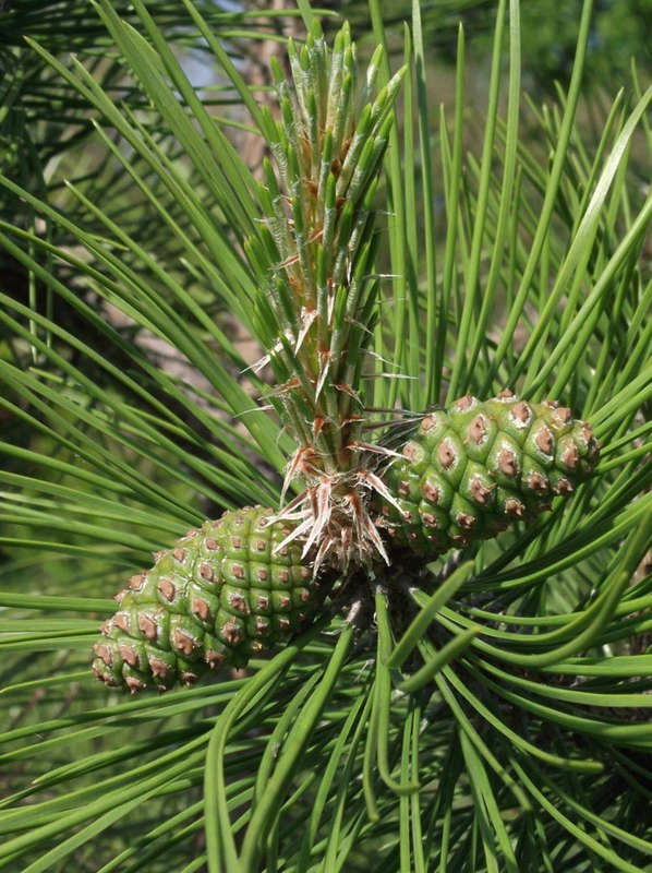 Chinese Red Pine Tree - Pinus tabuliformis - Exotic / Rare Bonsai Tree - 5 Seeds