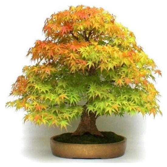 Acer negundo Tree - Ash Leaf Maple  - Exotic / Rare Bonsai Tree - 5 Seeds