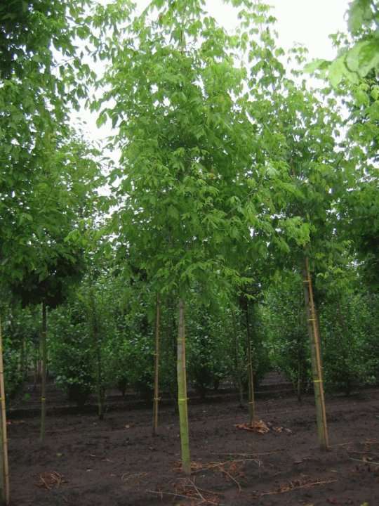 Acer negundo Tree - Ash Leaf Maple  - Exotic / Rare Bonsai Tree - 5 Seeds