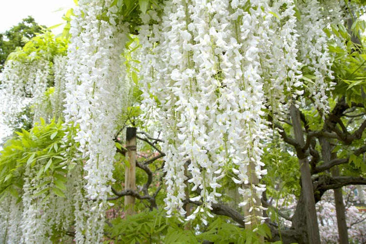 Wisteria floribunda - White Japanese Wisteria - Exotic / Rare Bonsai Tree / Climbing Vine - 5 Seeds
