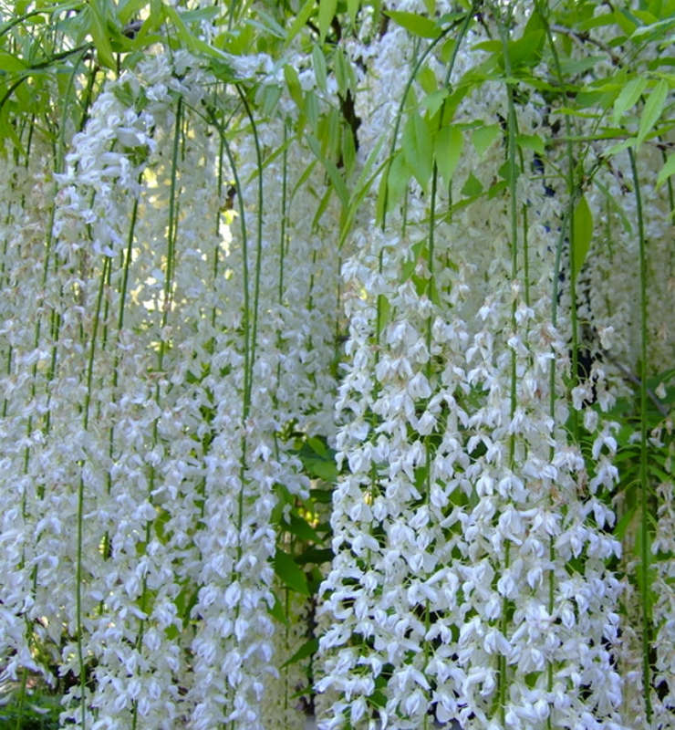 Wisteria floribunda - White Japanese Wisteria - Exotic / Rare Bonsai Tree / Climbing Vine - 5 Seeds