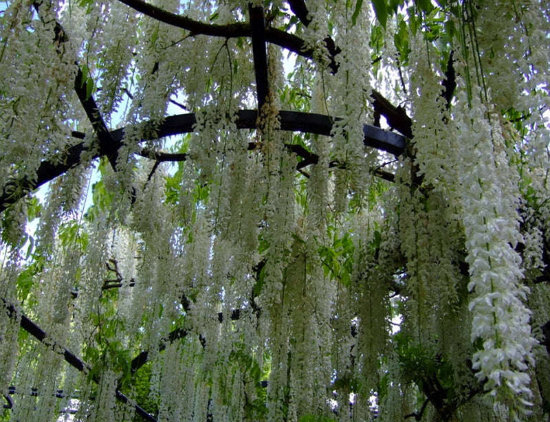 Wisteria floribunda - White Japanese Wisteria - Exotic / Rare Bonsai Tree / Climbing Vine - 5 Seeds