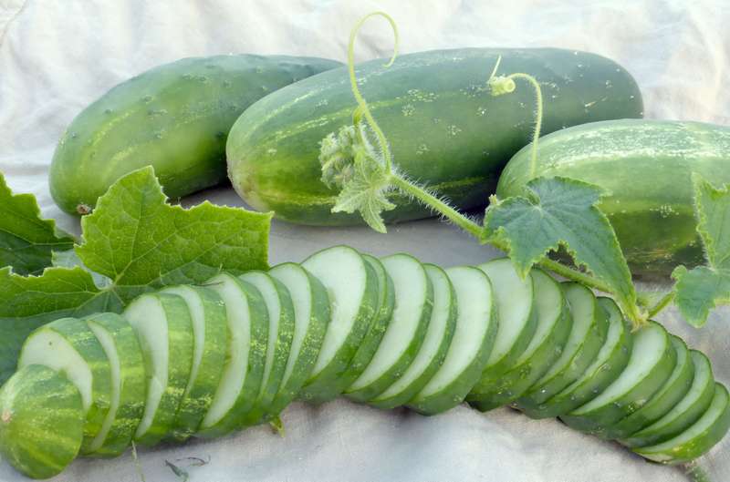 Ashley Cucumber Organic - Heirloom Vegetable - 10 Seeds