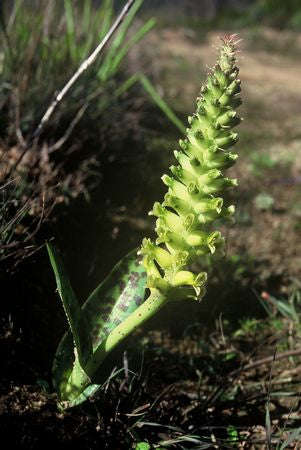 Lachenalia Longibracteata - Indigenous South African Bulb - 10 Seeds