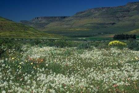Lapeirousia Divaricata - Indigenous South African Bulb - 10 Seeds