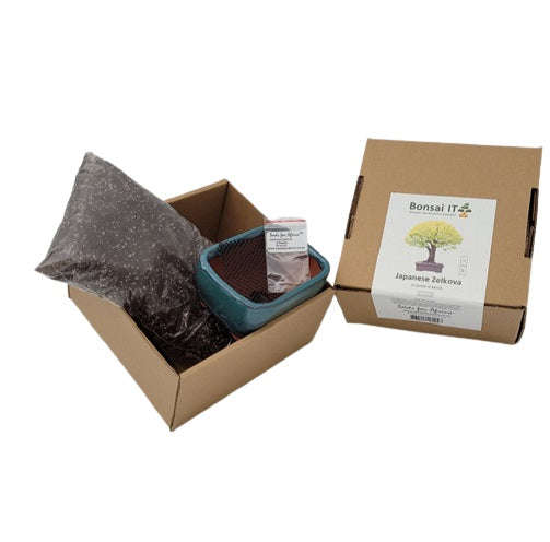 Bonsai IT - Japanese Zelkova - Zelkova serrata - Kit 12