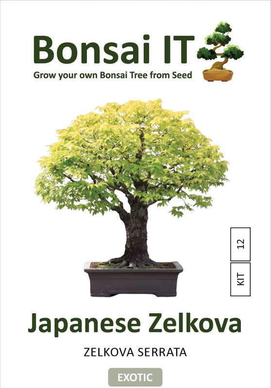 Bonsai IT - Japanese Zelkova - Zelkova serrata - Kit 12