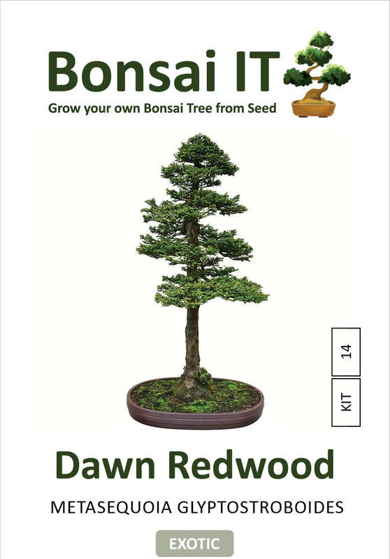 Bonsai IT -Dawn Redwood - Metasequoia glyptostroboides - Kit 14