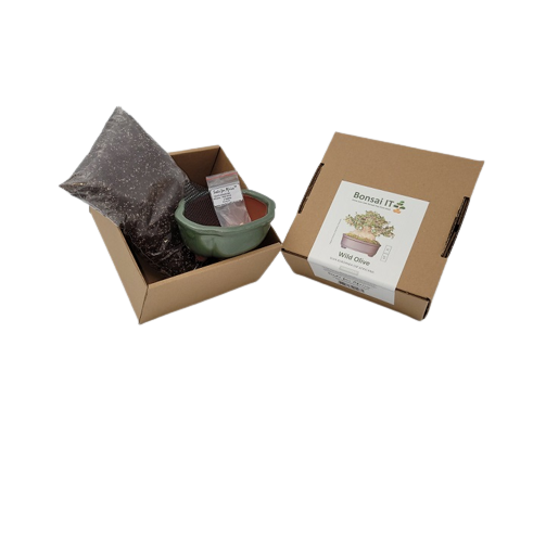 Bonsai IT -Wild Olive - Olea europaea ssp Africana - Kit 15