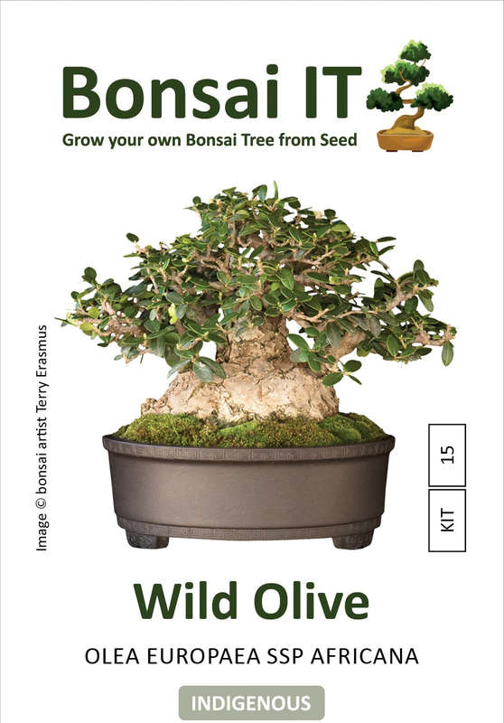 Bonsai IT -Wild Olive - Olea europaea ssp Africana - Kit 15