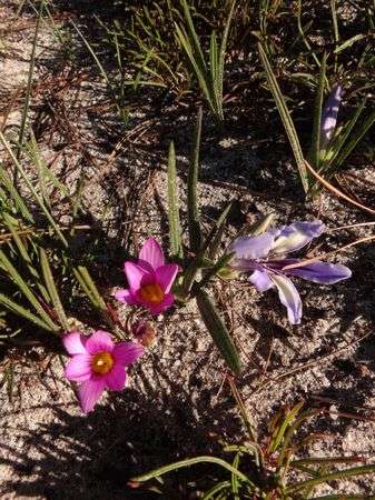 Romulea Albomarginata - Indigenous South African Bulb - 10 Seeds