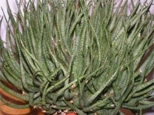 Aloe albiflora - Succulent - Rare Madagascan Aloe - 5 seeds
